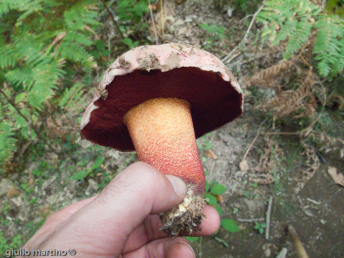 Boletus rhodoxanthus