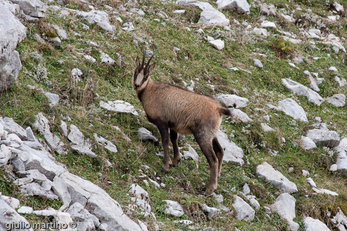 Camoscio d'Abruzzo (Rupicapra pyrenaica ornata)