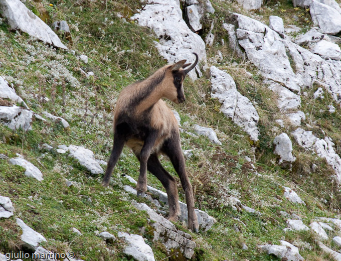 Camoscio d'Abruzzo (Rupicapra pyrenaica ornata)