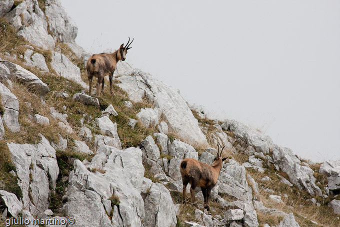 Camoscio d'Abruzzo (Rupicapra pyrenaica ornata)