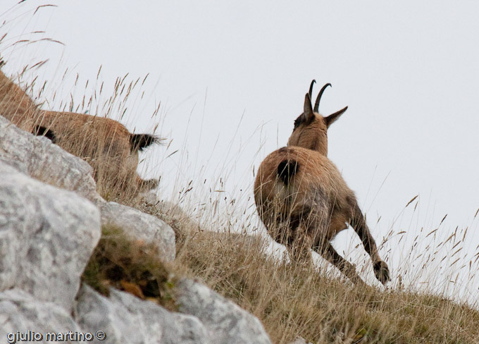 Camoscio d'Abruzzo (Rupicapra pyrenaica ornata)