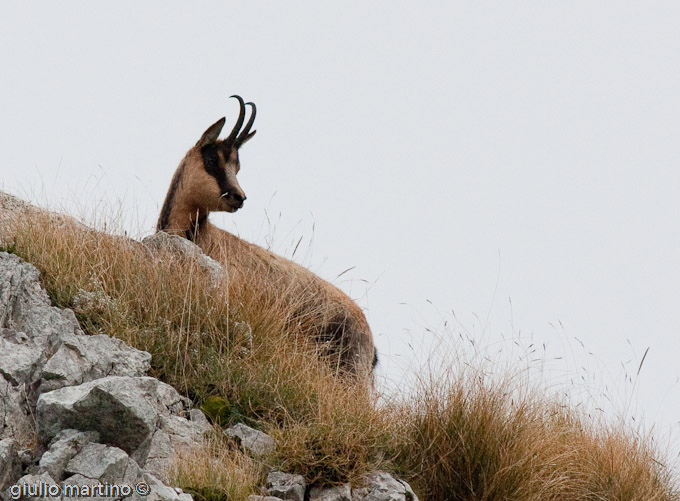 Camoscio d'Abruzzo (Rupicapra pyrenaica ornata)