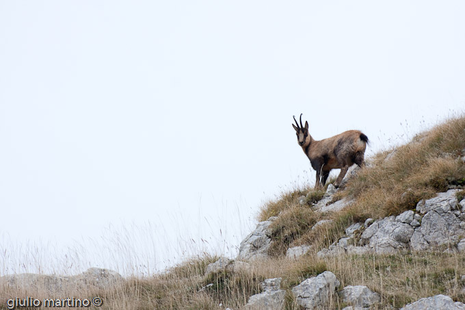 Camoscio d'Abruzzo (Rupicapra pyrenaica ornata)