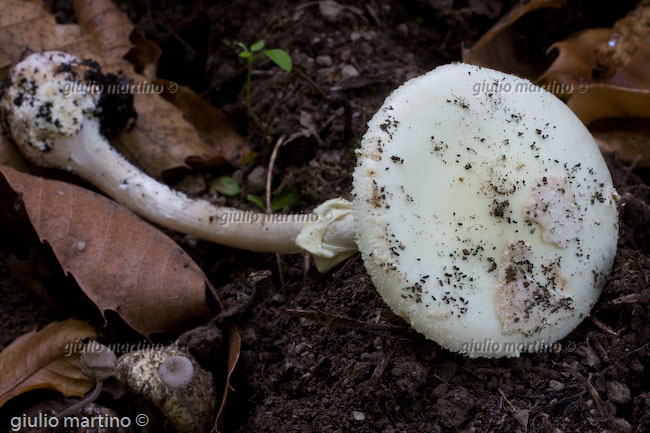 Amanita citrina 