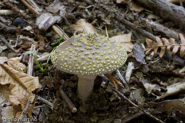 Amanita franchetii, Amanita aspera 