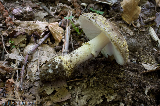 Amanita franchetii, Amanita aspera 