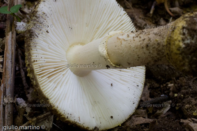 Amanita franchetii, Amanita aspera 