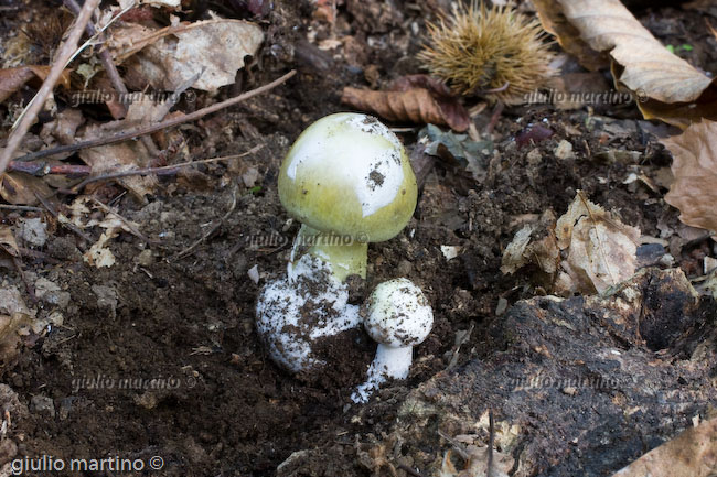 Amanita phalloides 