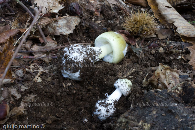 Amanita phalloides 