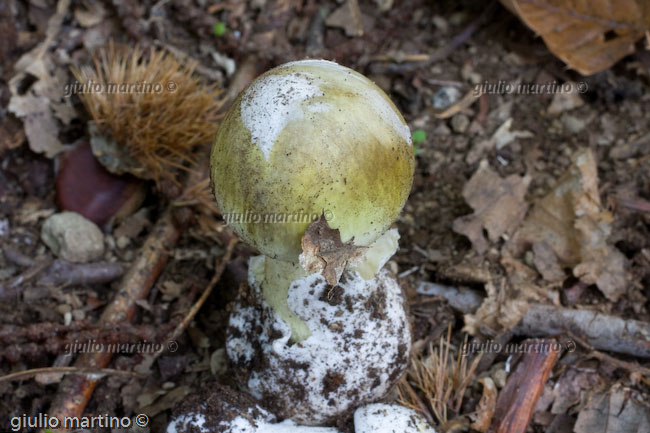 Amanita phalloides 