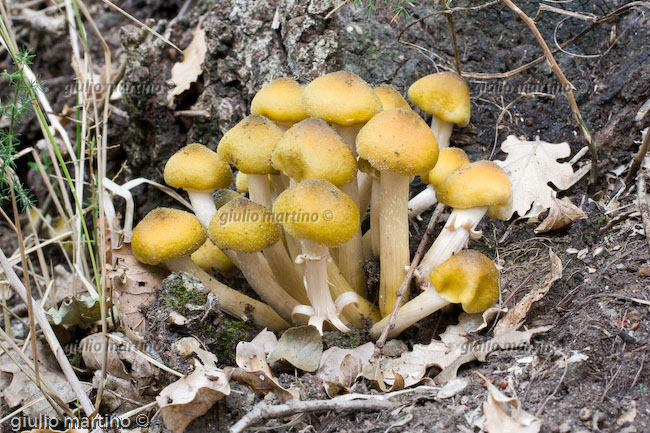 Armillaria mellea, famigliola buona, chiodino