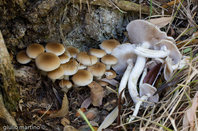 Agrocybe aegerita, pioppino