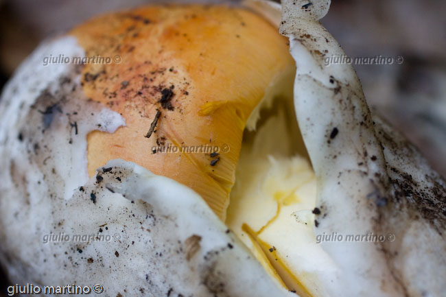 Amanita caesaria, ovolo buono 