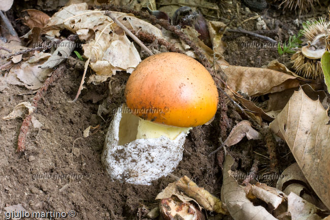 Amanita caesaria, ovolo buono 