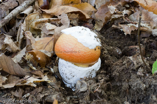 Amanita caesaria, ovolo buono 