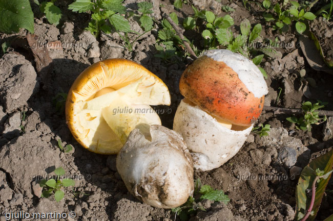 Amanita caesaria, ovolo buono 