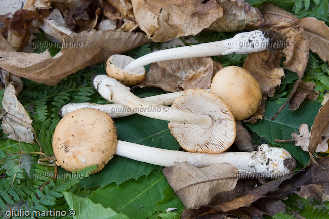 Amanita crocea