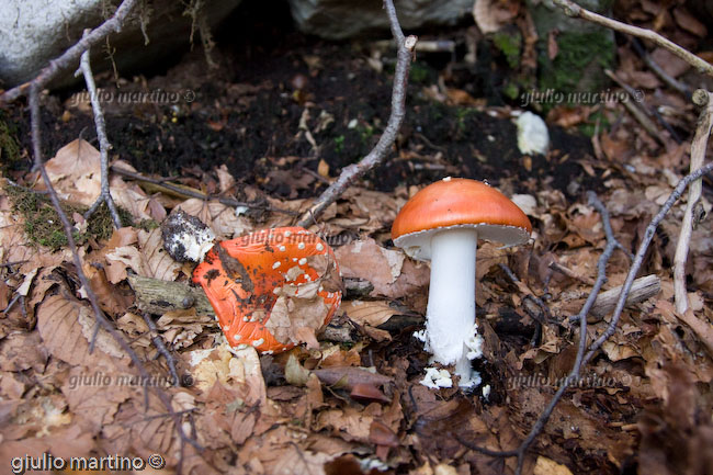 Amanita muscaria, ovolo malefico