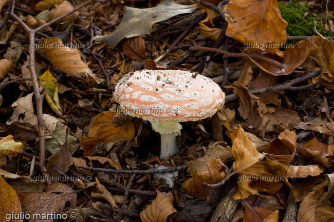 Amanita muscaria, ovolo malefico