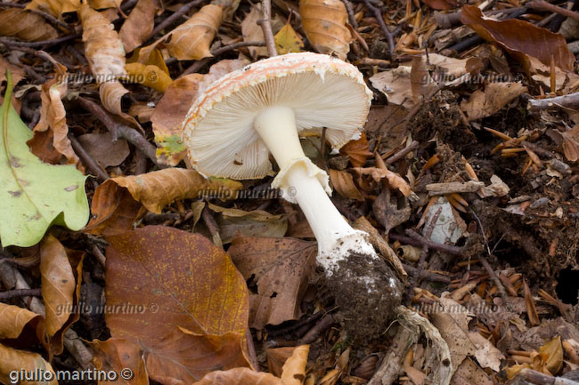 Amanita muscaria, ovolo malefico