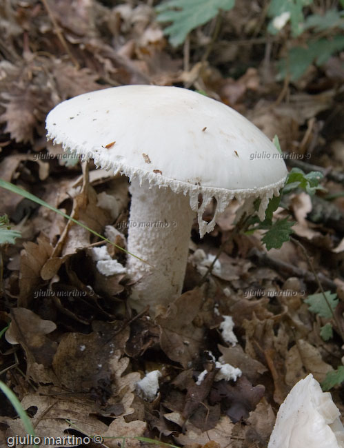 Amanita ovoidea, farinaccio 