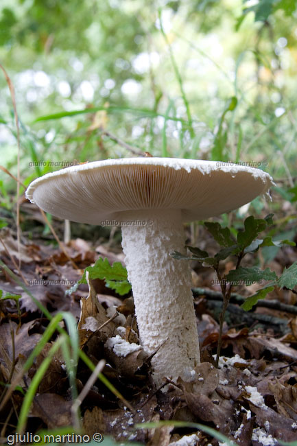 Amanita ovoidea, farinaccio 