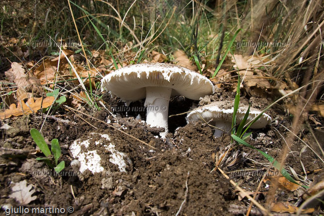 Amanita ovoidea, farinaccio 