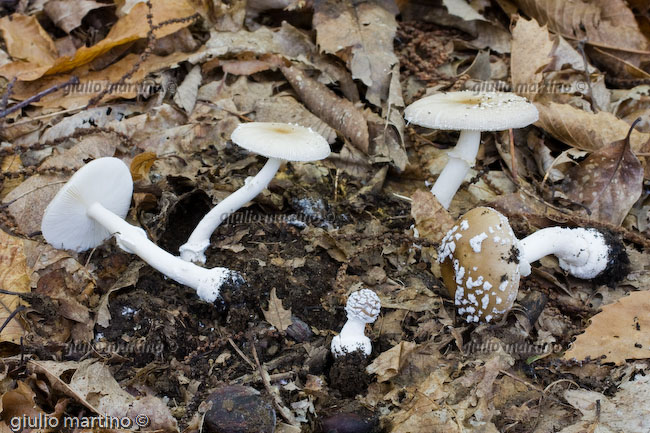 Amanita pantherina 