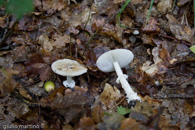 Amanita pantherina