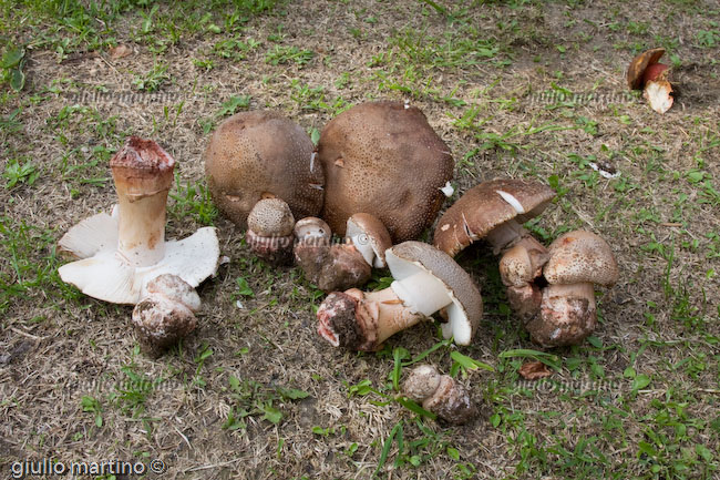 Amanita rubescens 