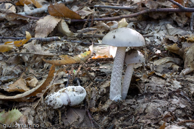 Amanita vaginata 