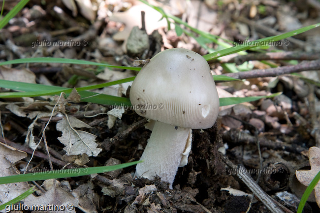 Amanita vaginata 