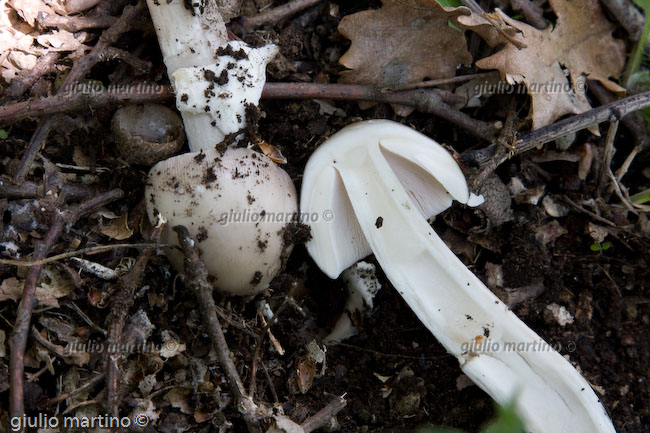 Amanita vaginata 