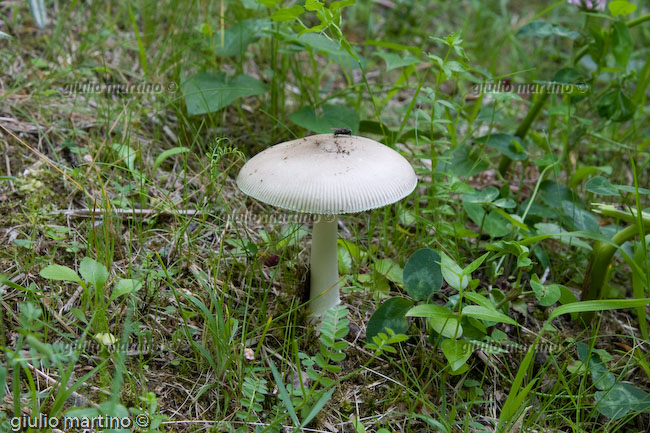 Amanita vaginata 