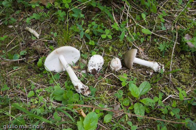 Amanita vaginata 