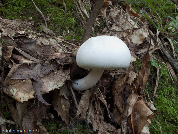 Agaricus essetei