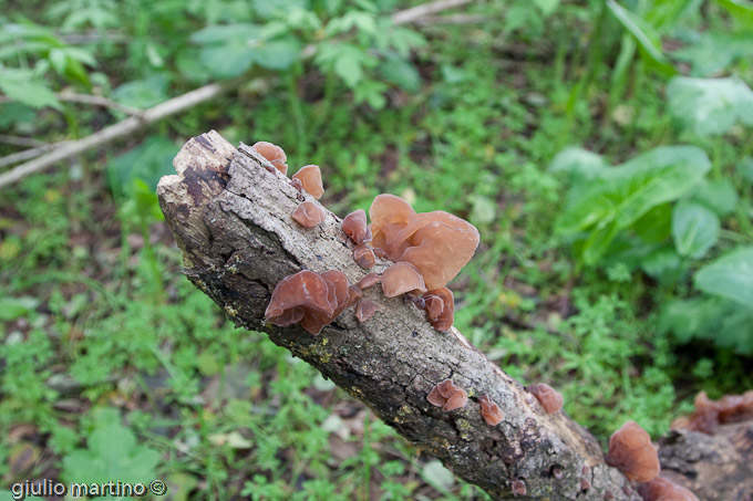 Auricularia auricula-judae