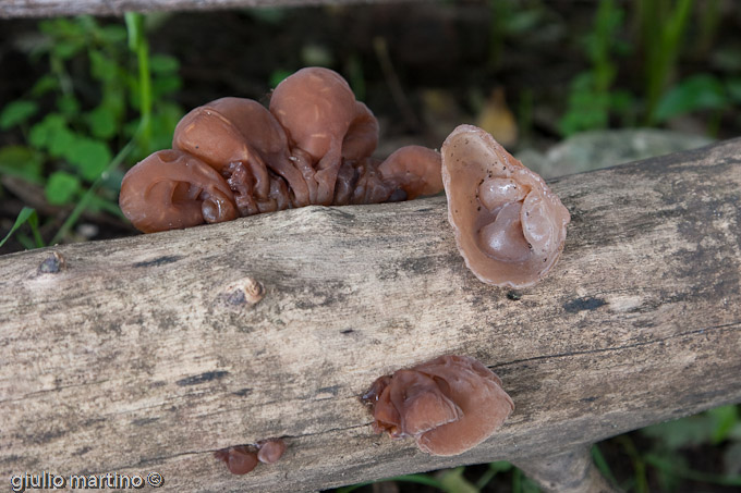 Auricularia auricula-judae