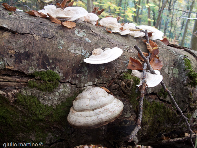 Fomes fomentarius