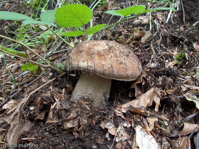 Boletus aestivalis, Boletus reticulatus, porcino estatino