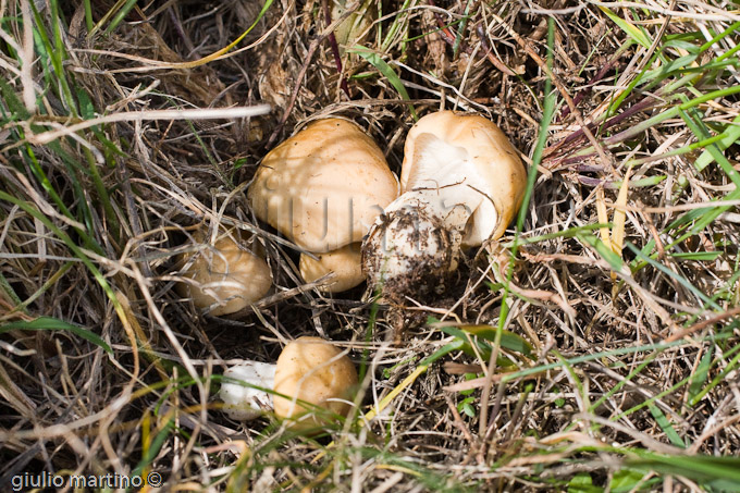 Calocybe gambosa, prugnolo, virno