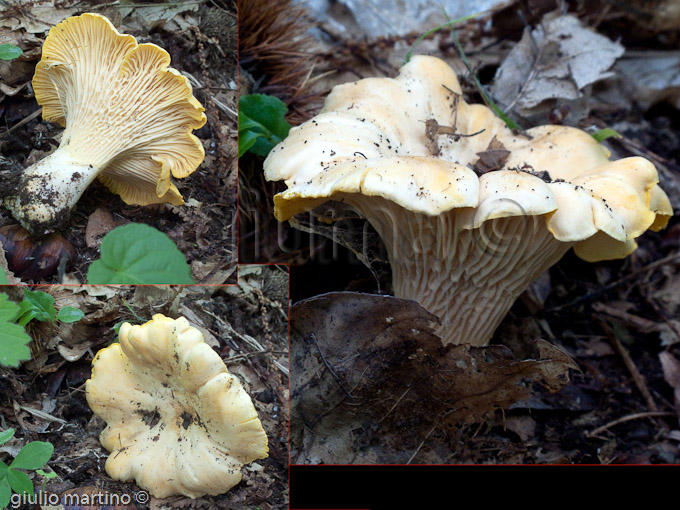 Cantharellus cibarius, gallinaccio, galletto