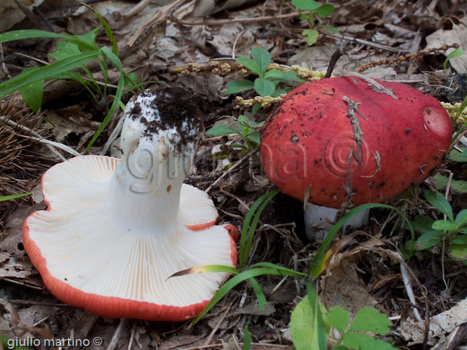 Russula persicina