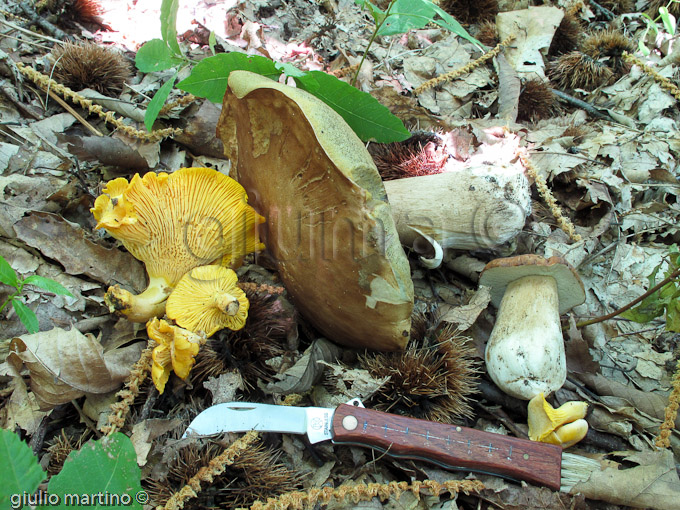 gallinacci e porcini