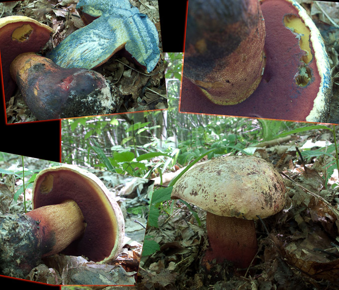 Boletus rhodopurpures