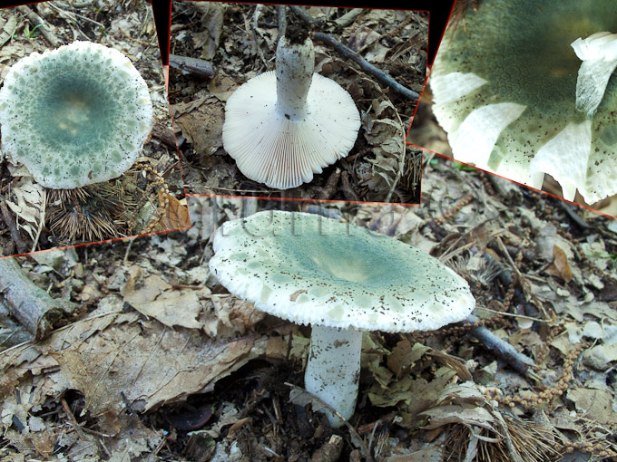 russula virescens