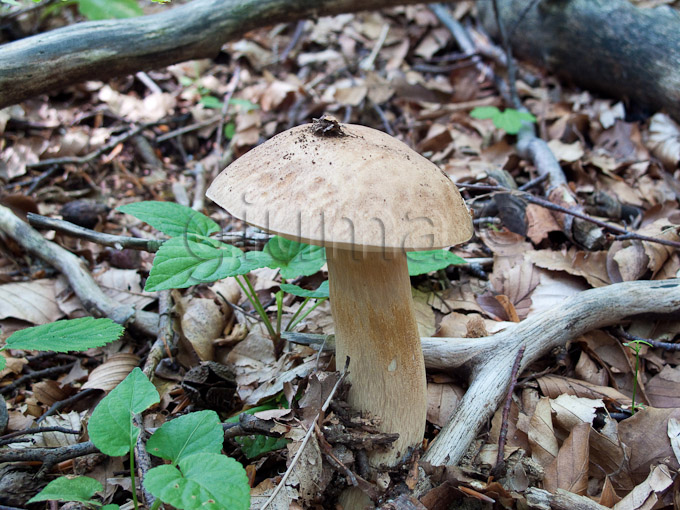 Boletus aestivalis, Boletus reticulatus, porcino estatino