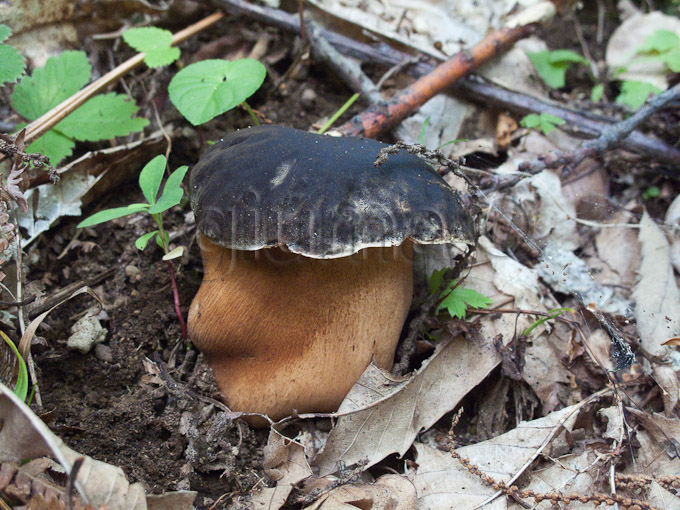 boletus aereus, porcino nero