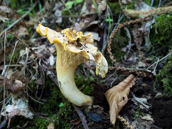 Cantharellus cibarius, gallinaccio