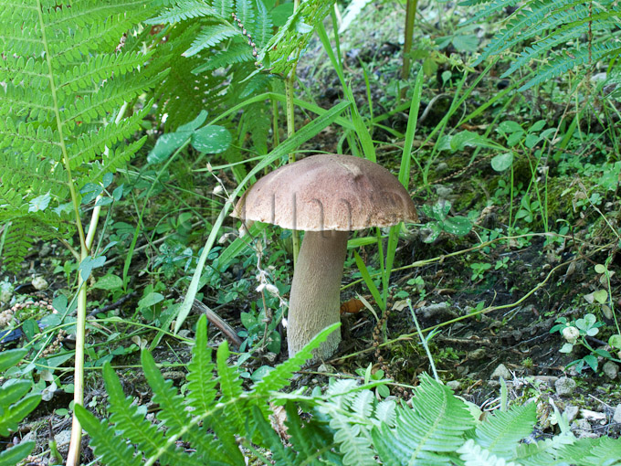 Boletus aestivalis, Boletus reticulatus, porcino estatino